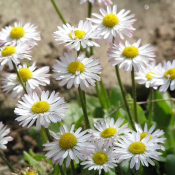 Nettoyant Naturel pour Spa